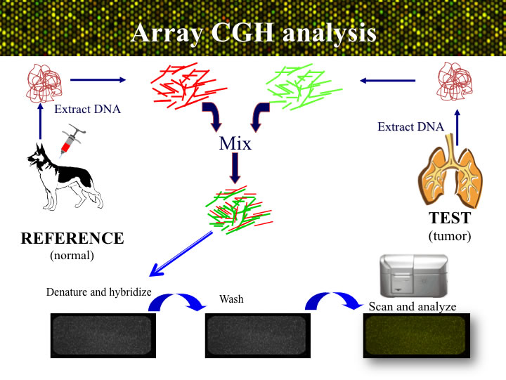 CGH general process